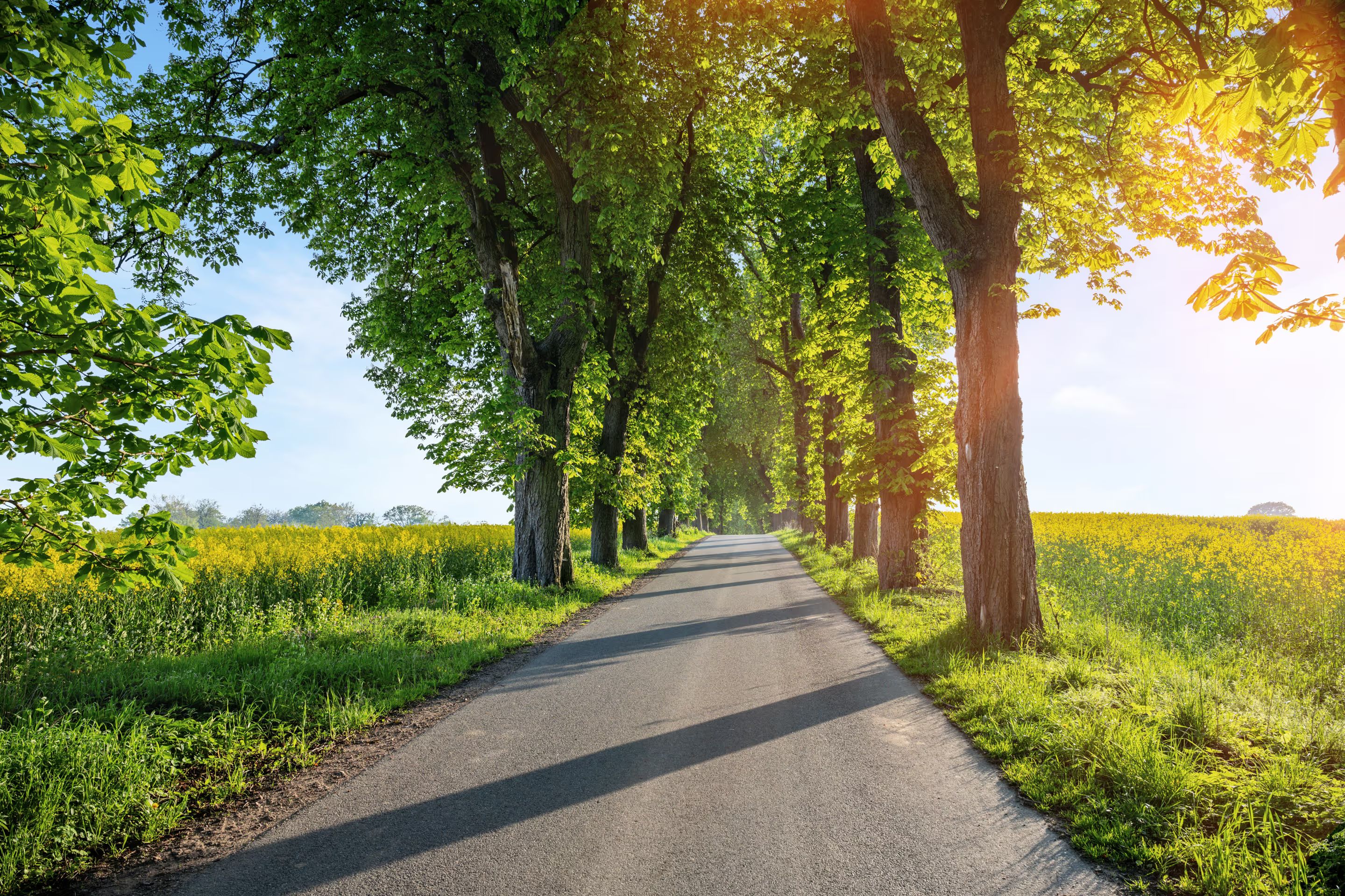 Tree-lined avenue on the country road through the fields