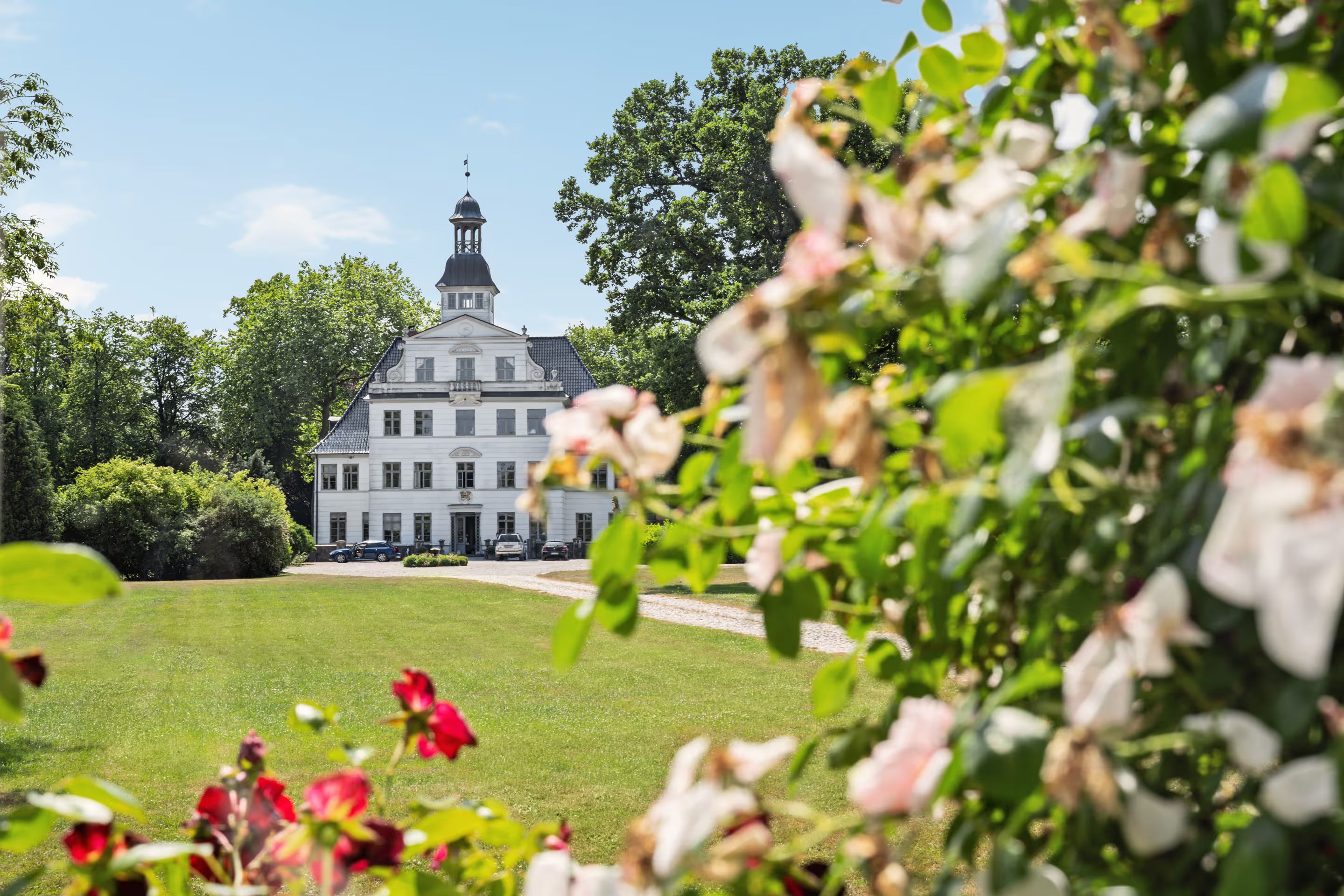 View through blooming roses toward the manor house